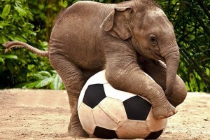 ho un elefante