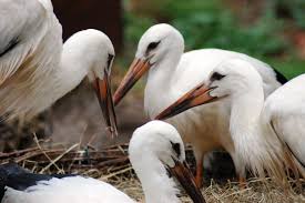 cicogne