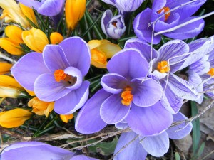 fiori.bach_.2